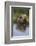 Grizzly Wading in Stream-DLILLC-Framed Photographic Print