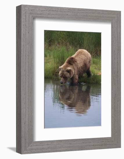 Grizzly Wading in Stream-DLILLC-Framed Photographic Print