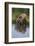 Grizzly Wading in Stream-DLILLC-Framed Photographic Print