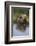 Grizzly Wading in Stream-DLILLC-Framed Photographic Print