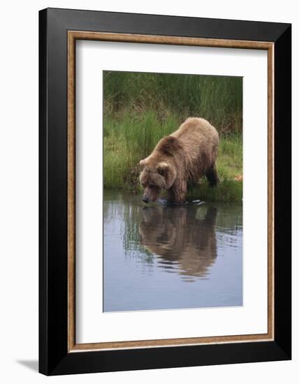 Grizzly Wading in Stream-DLILLC-Framed Photographic Print