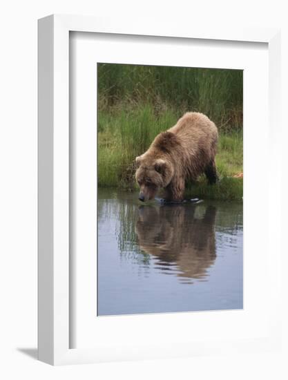Grizzly Wading in Stream-DLILLC-Framed Photographic Print