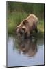 Grizzly Wading in Stream-DLILLC-Mounted Photographic Print