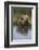 Grizzly Wading in Stream-DLILLC-Framed Photographic Print