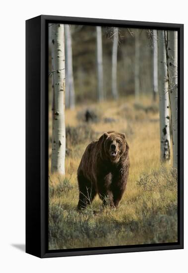 Grizzly Walking among Trees-DLILLC-Framed Premier Image Canvas