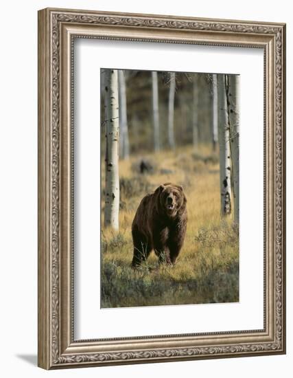 Grizzly Walking among Trees-DLILLC-Framed Photographic Print