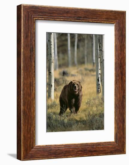 Grizzly Walking among Trees-DLILLC-Framed Photographic Print