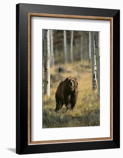 Grizzly Walking among Trees-DLILLC-Framed Photographic Print