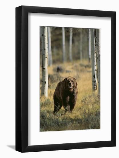 Grizzly Walking among Trees-DLILLC-Framed Photographic Print