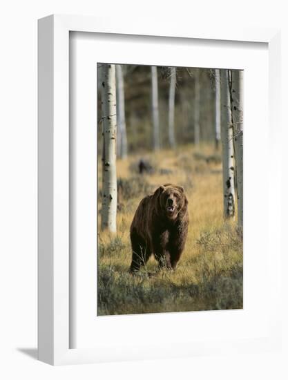 Grizzly Walking among Trees-DLILLC-Framed Photographic Print