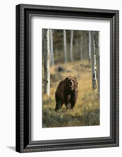 Grizzly Walking among Trees-DLILLC-Framed Photographic Print