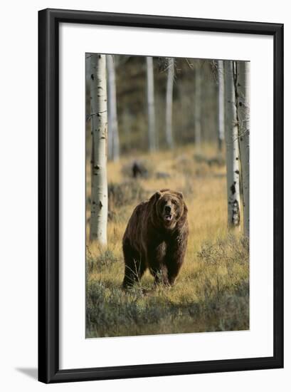 Grizzly Walking among Trees-DLILLC-Framed Photographic Print