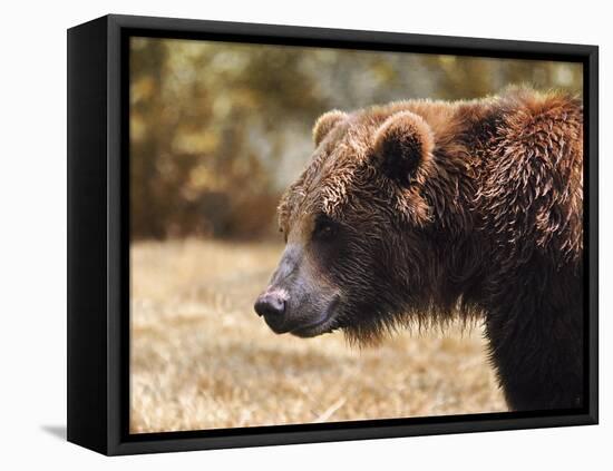 Grizzly Watch-Jai Johnson-Framed Premier Image Canvas