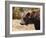 Grizzly Watch-Jai Johnson-Framed Giclee Print