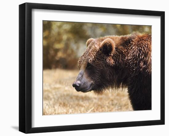 Grizzly Watch-Jai Johnson-Framed Giclee Print