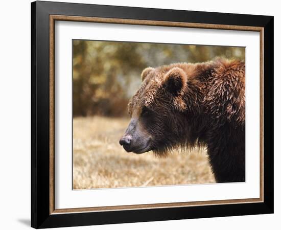 Grizzly Watch-Jai Johnson-Framed Giclee Print