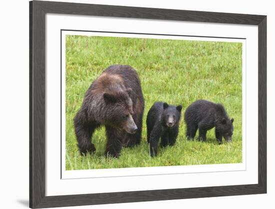 Grizzly With Cubs-Donald Paulson-Framed Giclee Print