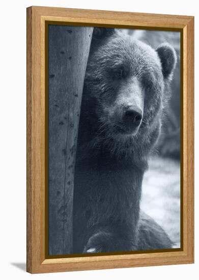 Grizzly-Gordon Semmens-Framed Premier Image Canvas