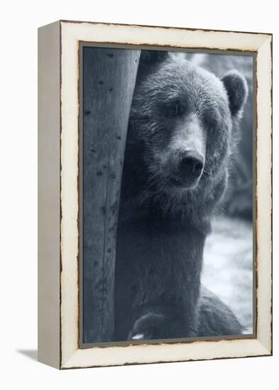 Grizzly-Gordon Semmens-Framed Premier Image Canvas