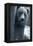 Grizzly-Gordon Semmens-Framed Premier Image Canvas