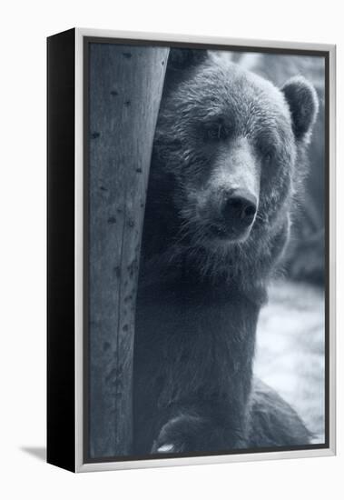 Grizzly-Gordon Semmens-Framed Premier Image Canvas