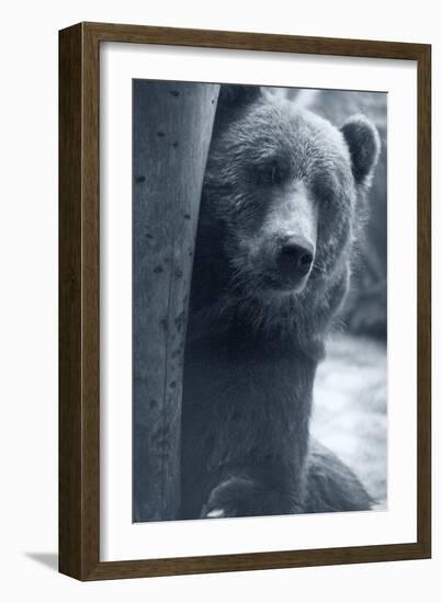 Grizzly-Gordon Semmens-Framed Photographic Print