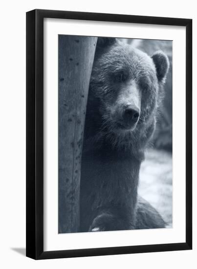 Grizzly-Gordon Semmens-Framed Photographic Print