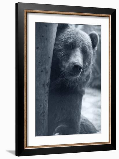 Grizzly-Gordon Semmens-Framed Photographic Print