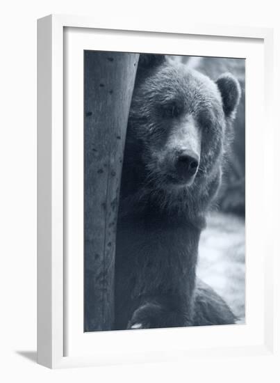 Grizzly-Gordon Semmens-Framed Photographic Print