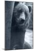 Grizzly-Gordon Semmens-Mounted Photographic Print