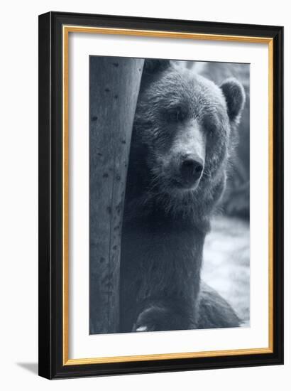 Grizzly-Gordon Semmens-Framed Photographic Print