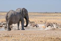 Elephant, Springbok, Oryx and Zebras-Grobler du Preez-Mounted Photographic Print