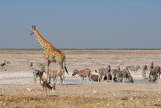 Elephant, Springbok, Oryx and Zebras-Grobler du Preez-Framed Photographic Print