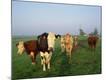 Premium Photographic Print