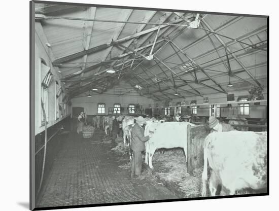 Grooming Cattle in a Cowshed, Claybury Hospital, Woodford Bridge, London, 1937-null-Mounted Photographic Print