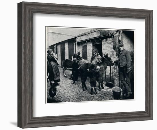 Grooming costers' donkeys, London, c1903 (1903)-Unknown-Framed Photographic Print