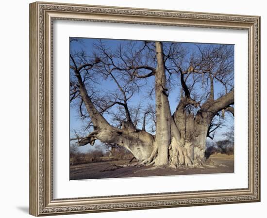 Grootboom Baobab Tree in Bushman Country Near Tsumkwe-Nigel Pavitt-Framed Photographic Print