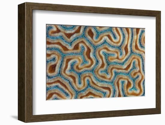 Grooved brain coral close up view, Grand Cayman-Alex Mustard-Framed Photographic Print