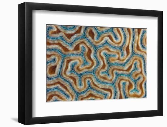 Grooved brain coral close up view, Grand Cayman-Alex Mustard-Framed Photographic Print