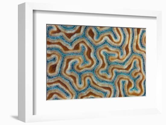 Grooved brain coral close up view, Grand Cayman-Alex Mustard-Framed Photographic Print