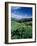 Grooved Milkvetch and Mt. Crested Butte, Gunnison National Forest, Colorado, USA-Adam Jones-Framed Photographic Print