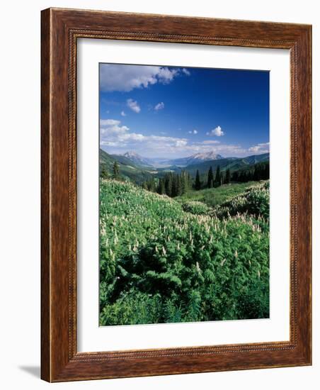 Grooved Milkvetch and Mt. Crested Butte, Gunnison National Forest, Colorado, USA-Adam Jones-Framed Photographic Print