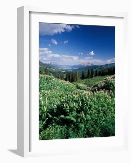 Grooved Milkvetch and Mt. Crested Butte, Gunnison National Forest, Colorado, USA-Adam Jones-Framed Photographic Print