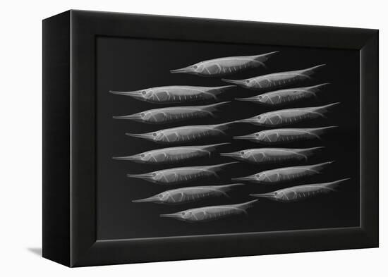 Grooved Razorfish-Sandra J. Raredon-Framed Stretched Canvas