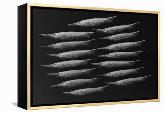 Grooved Razorfish-Sandra J. Raredon-Framed Stretched Canvas
