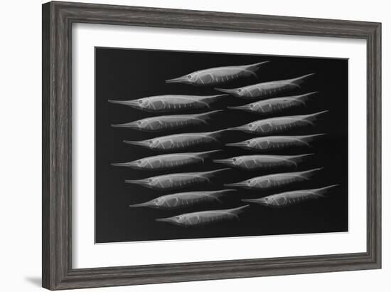 Grooved Razorfish-Sandra J. Raredon-Framed Art Print