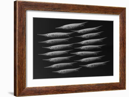 Grooved Razorfish-Sandra J. Raredon-Framed Art Print