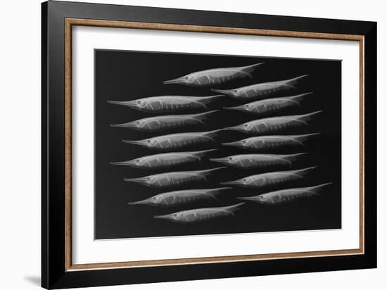 Grooved Razorfish-Sandra J. Raredon-Framed Art Print