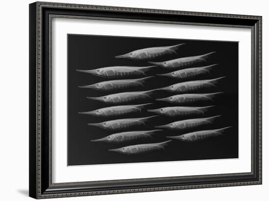 Grooved Razorfish-Sandra J. Raredon-Framed Art Print