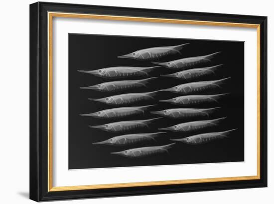 Grooved Razorfish-Sandra J. Raredon-Framed Art Print